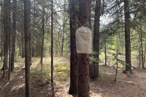 Ursack AllMitey Bear Bag Review — Ultimate Gear Lists.